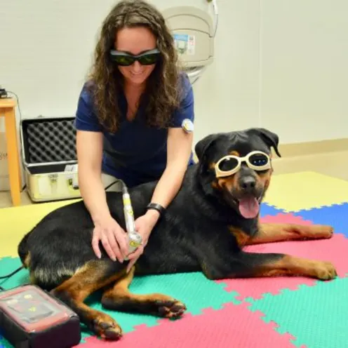 Staff member with a large black and brown dog wearing protective glasses at Companion Animal Hospital